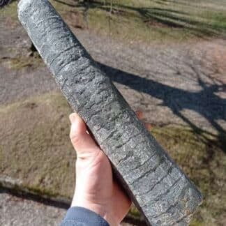 Rostre de Bélemnite, Saint-Denis-d’Orques, Sarthe.