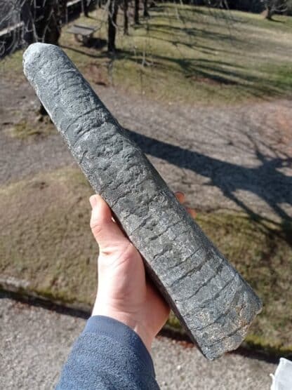 Rostre de Bélemnite, Saint-Denis-d’Orques, Sarthe.