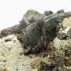 Ludlamite sur Pyrite, mine de Salsigne, Mas Cabardès, Aude.