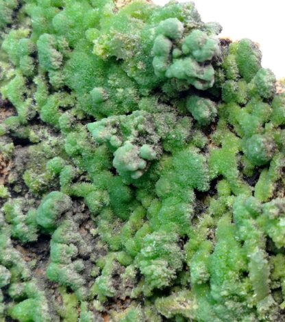 Pyromorphite, Hofsgrund, Forêt-Noire, Baden-Württemberg, Allemagne.