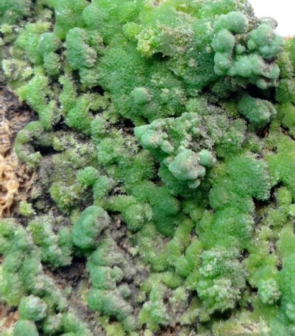 Pyromorphite, Hofsgrund, Forêt-Noire, Baden-Württemberg, Allemagne.