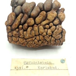 Sprudelstein (Aragonite), Karlsbad (Karlovy Vary), Répubique Tchèque.