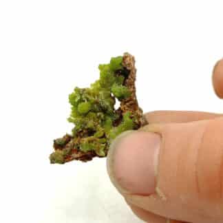 Pyromorphite aciculaire, Saint Salvy, Tarn.