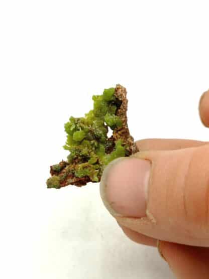 Pyromorphite aciculaire, Saint Salvy, Tarn.