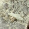 Grande Fluorite (Fluorine) mauve et Calcite, Mine de Fontsante, Var.
