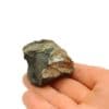 Wolfram (Wolframite), Teissières Les Bouliès, Cantal.
