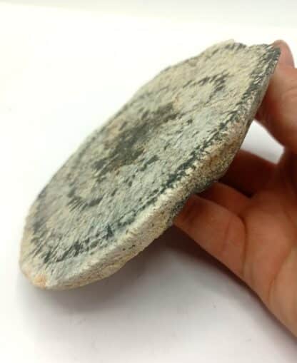 Granite Orbiculaire (Biotite, Orthose), Chatenet, Janaillat, Creuse, Limousin.