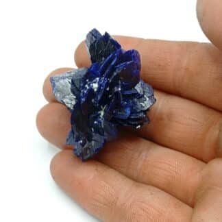 Fleur d’Azurite, Chessy-les-Mines, Rhône, Ex. Coll. Doumet.