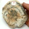 Granite Orbiculaire (Biotite, Orthose), Chatenet, Janaillat, Creuse, Limousin.