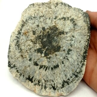 Granite Orbiculaire (Biotite, Orthose), Chatenet, Janaillat, Creuse, Limousin.