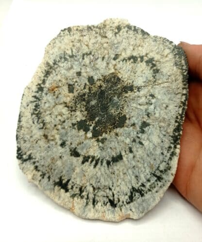 Granite Orbiculaire (Biotite, Orthose), Chatenet, Janaillat, Creuse, Limousin.