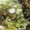 cerusite, mimetite , Mas Dieu, Gard