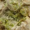 Pyromorphite verte, Steinbach, Haut-Rhin, Alsace.
