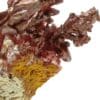 Cuprite sur Cuivre natif, Mine Ray, Yuma, Arizona, USA (États-Unis).