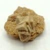 Calcite pseudomorphosée en grès, Cabrerets, Lot.