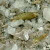 Titanite (Sphène) et Adulaire, Tyrol, Autriche.