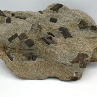 Staurotide (Staurolite), Coray – Scaër, Finistère, Bretagne.