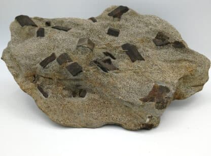 Staurotide (Staurolite), Coray – Scaër, Finistère, Bretagne.