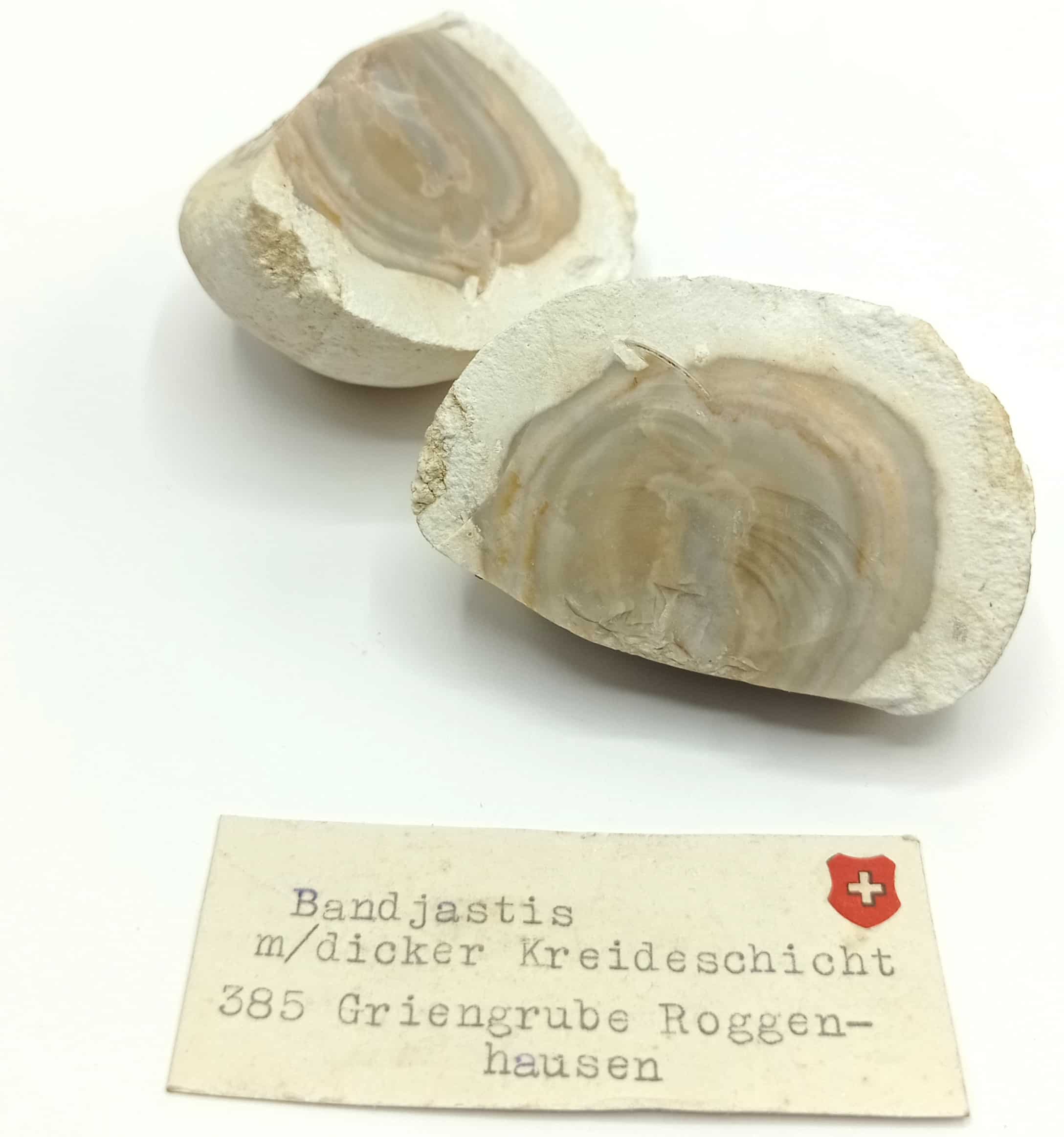 Jaspe rubané, Griengrube Roggenhausen, Aarau, Suisse.