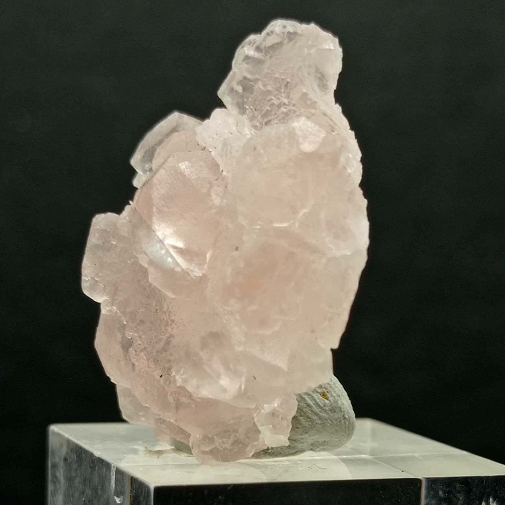 Fluorine rose, Grand Col Ferret, Aoste, Italie.