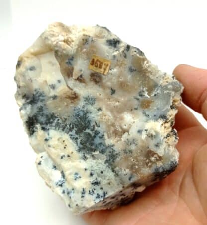 Moosachat (Agate mousse), Laramie, Wyoming, USA (États-Unis).