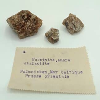 Succincite (Ambre), Palmnicken, Mer Baltique, Prusse Orientale (Russie).