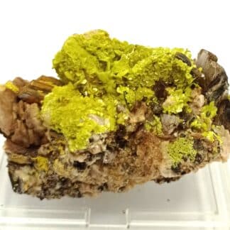 Autunite et Muscovite, Vénachat, Haute-Vienne, Limousin.