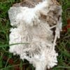 Aragonite, Salsigne, Aude.