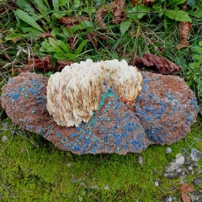 Tétraédrite pseudo en Azurite, et Baryte, Usclas du Bosc, Loiras, Hérault.