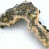 Pyrite sur dolomite, Usclas du Bosc, Loiras, Hérault.
