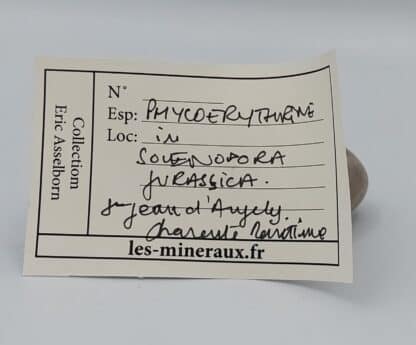 Phycoérythrine in Solenopora Jurassica, Saint-Jean d’Angely, Charente-Maritime.