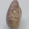 Phycoérythrine in Solenopora Jurassica, Saint-Jean d’Angely, Charente-Maritime.