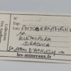 Phycoérythrine in Solenopora Jurassica, Saint-Jean d’Angely, Charente-Maritime.