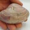 Phycoérythrine in Solenopora Jurassica, Saint-Jean d’Angely, Charente-Maritime.