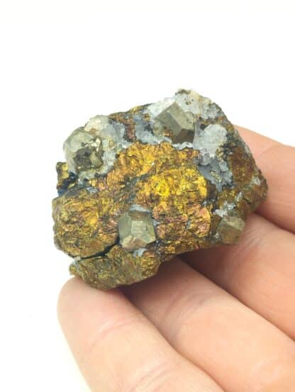 Pyrite et Chalcopyrite, Le Burc, Tarn.