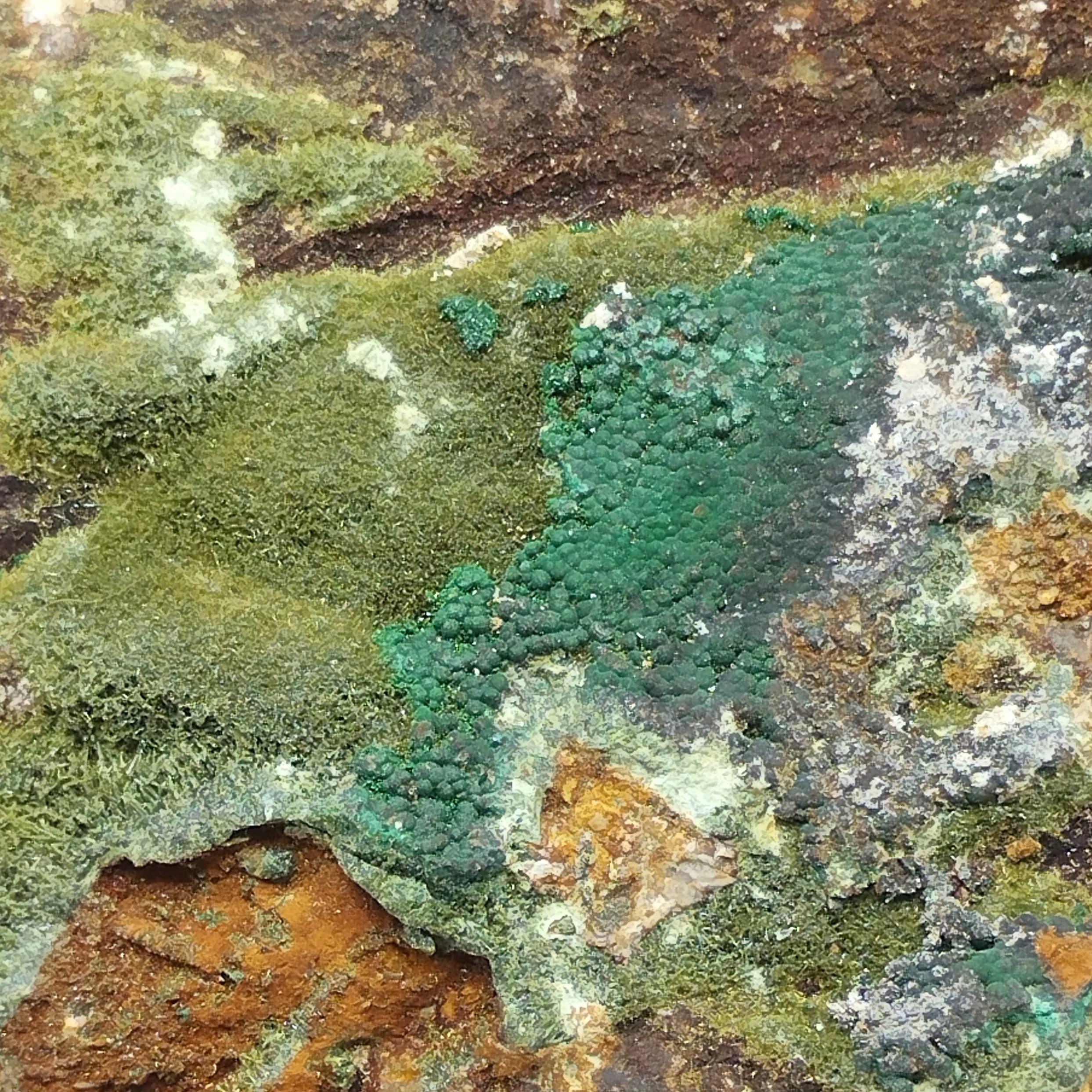 Olivénite, Malachite et Dundasite, Cap Garonne, Var.