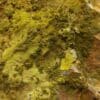 Crocoïte et Pyromorphite, Filon du Cantonnier, Nontron, Dordogne.