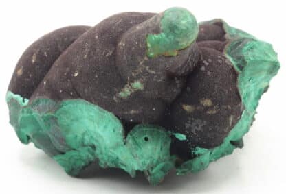 Malachite stalactiforme, Nijne Tagilsk, Oural, Russie.