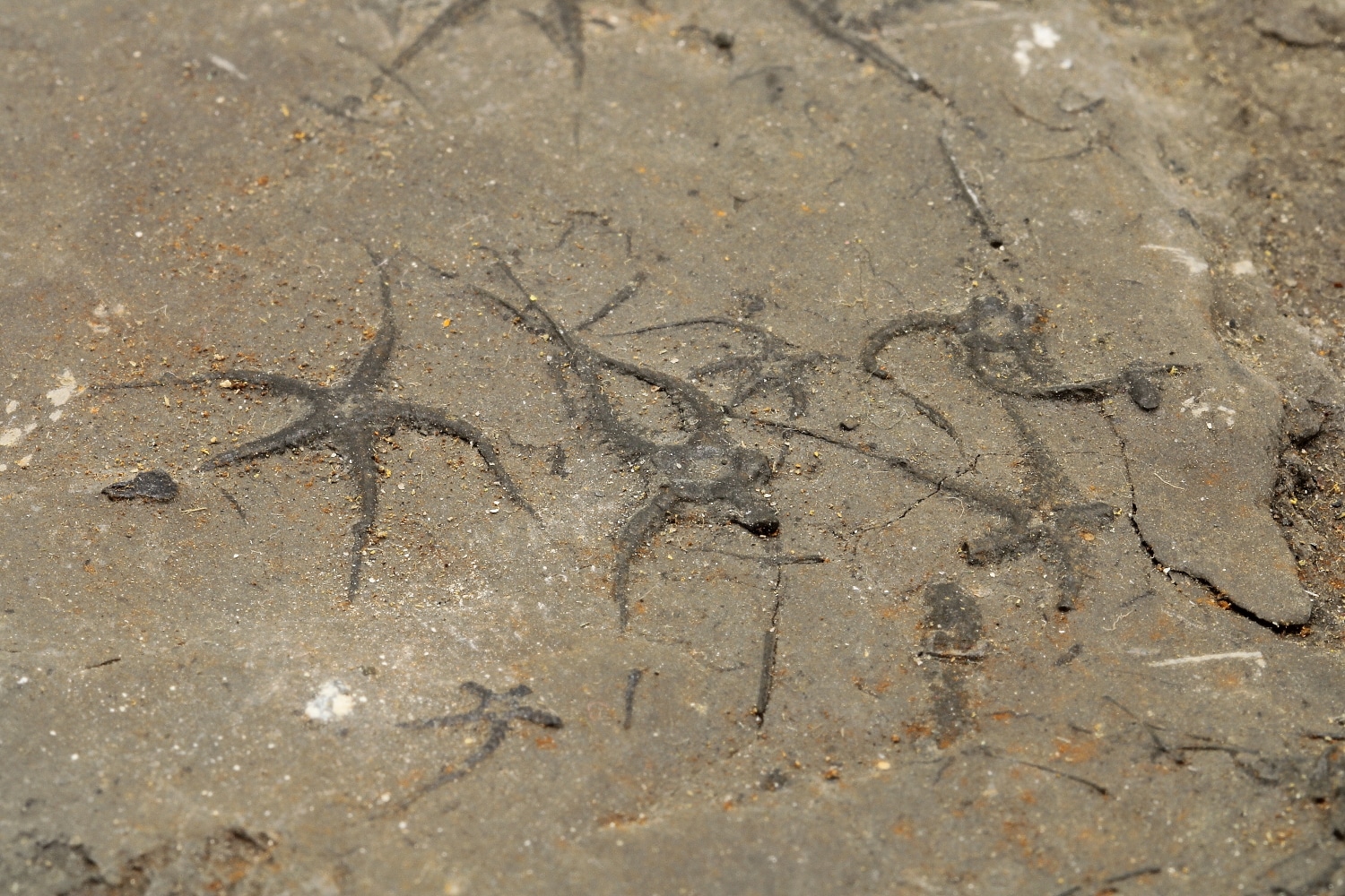 Ophiures fossilisées, La Voulte, Ardèche.