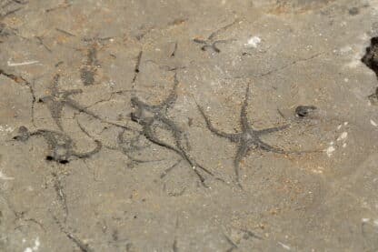 Ophiures fossilisées, La Voulte, Ardèche.