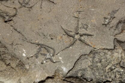 Ophiures fossilisées, La Voulte, Ardèche.