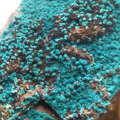 Rosasite et Gypse, Ojuela, Mexique. – Image 2