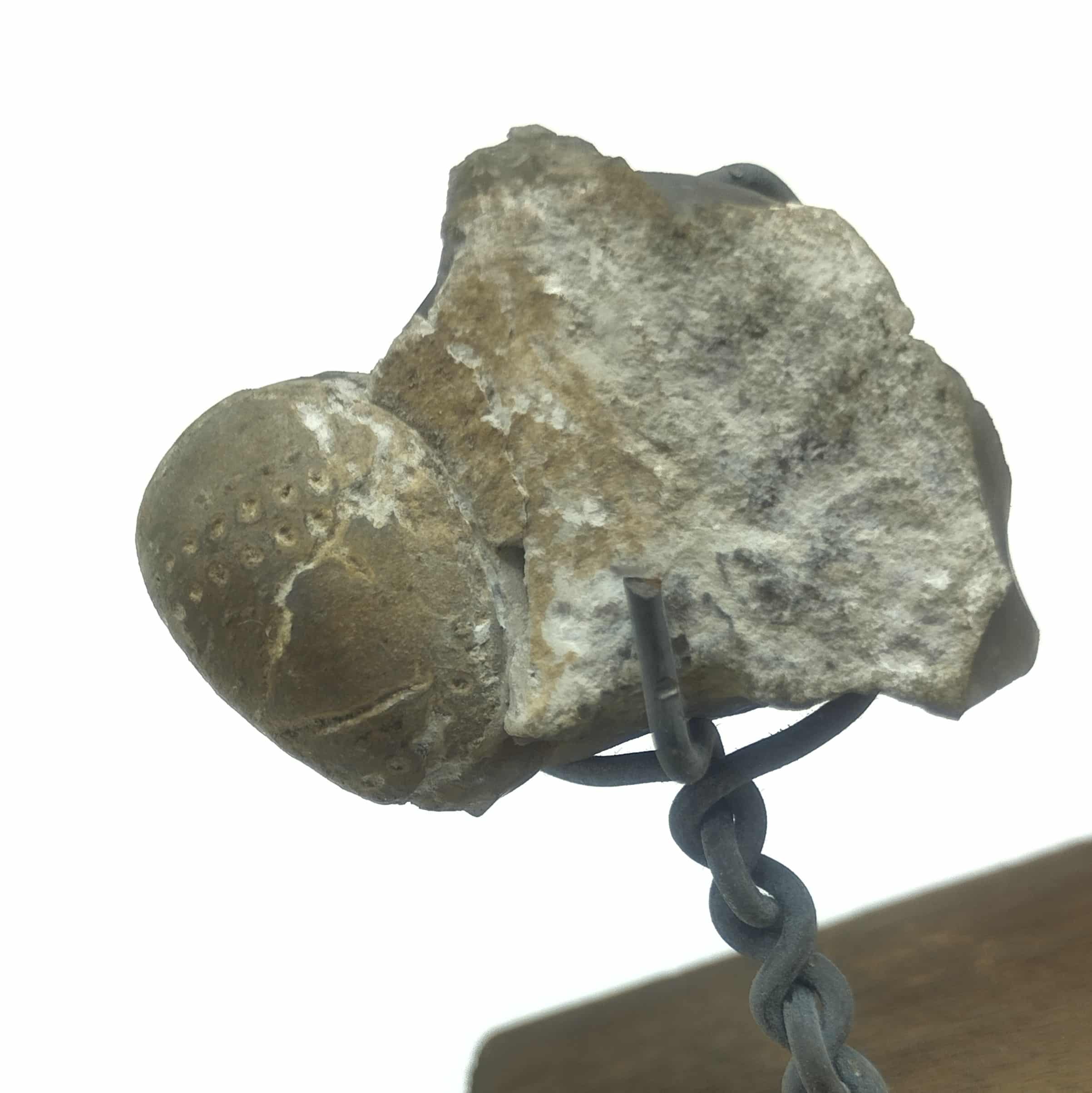 Oursin fossile en Silex, Bassin Parisien, France (XIXème siècle).