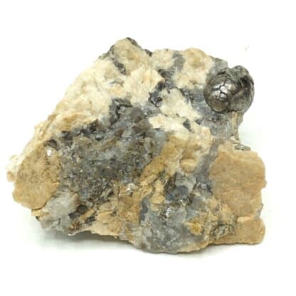 Muscovite testacée, Chabannes, Haute-Vienne, Limousin.