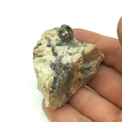 Muscovite testacée, Chabannes, Haute-Vienne, Limousin.