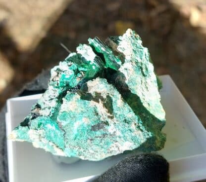 Torbernite, Musonoi, Kolwezi, Katanga, Congo (RDC).