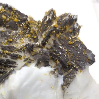 Pyromorphite & Psilomélane sur Baryte, Les Farges, Ussel, Corrèze.