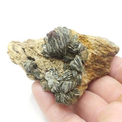 Muscovite & Pyrite, Saint Gothard, Suisse.