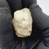 Leucite, Roccamonfina, Caserte, Campanie, Italie.