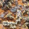 Pyromorphite & Beudantite, Le Kaymar, Aveyron.